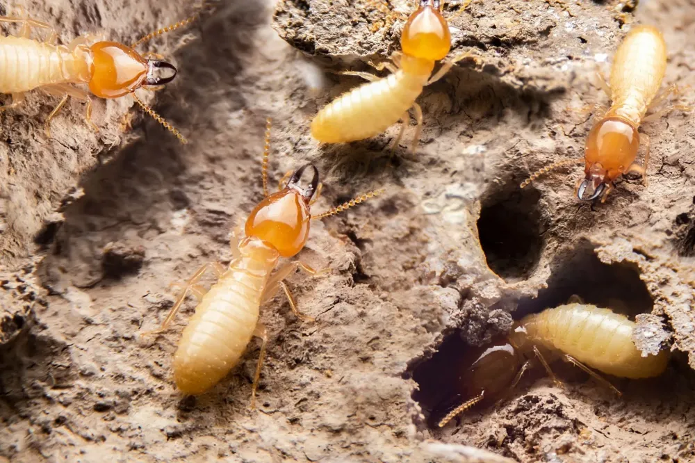 Termites