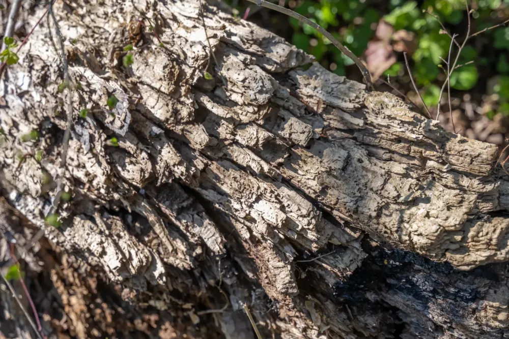 Traitement de bois à Elne